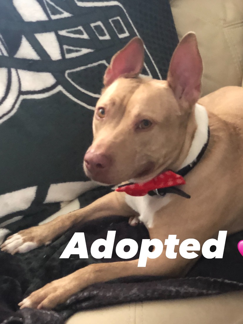 Zoro | Noah's Rescue, a 501c3 Nonprofit