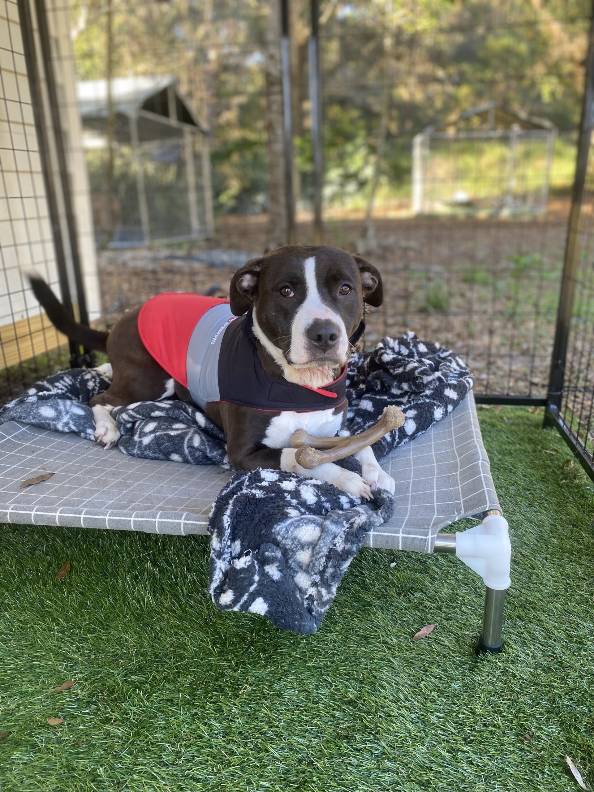 Baby Bella | Noah's Rescue, a 501c3 Nonprofit